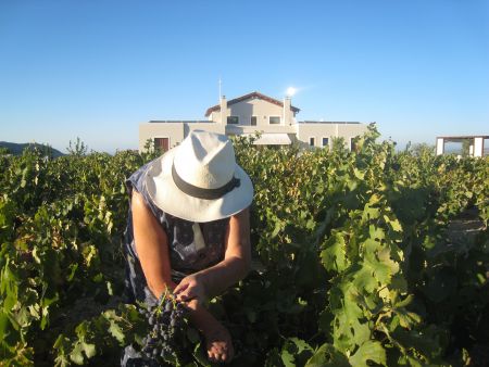 vineyards